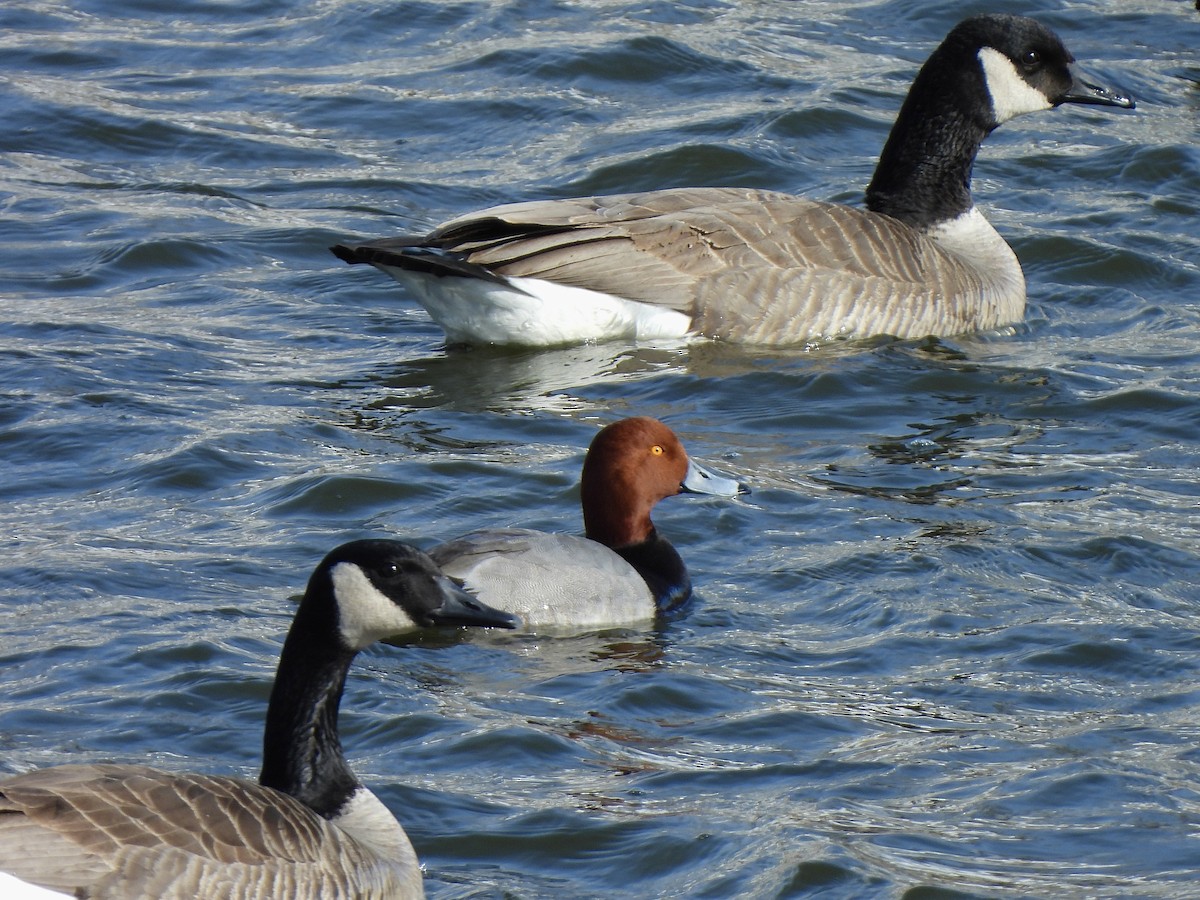 Redhead - ML613819585