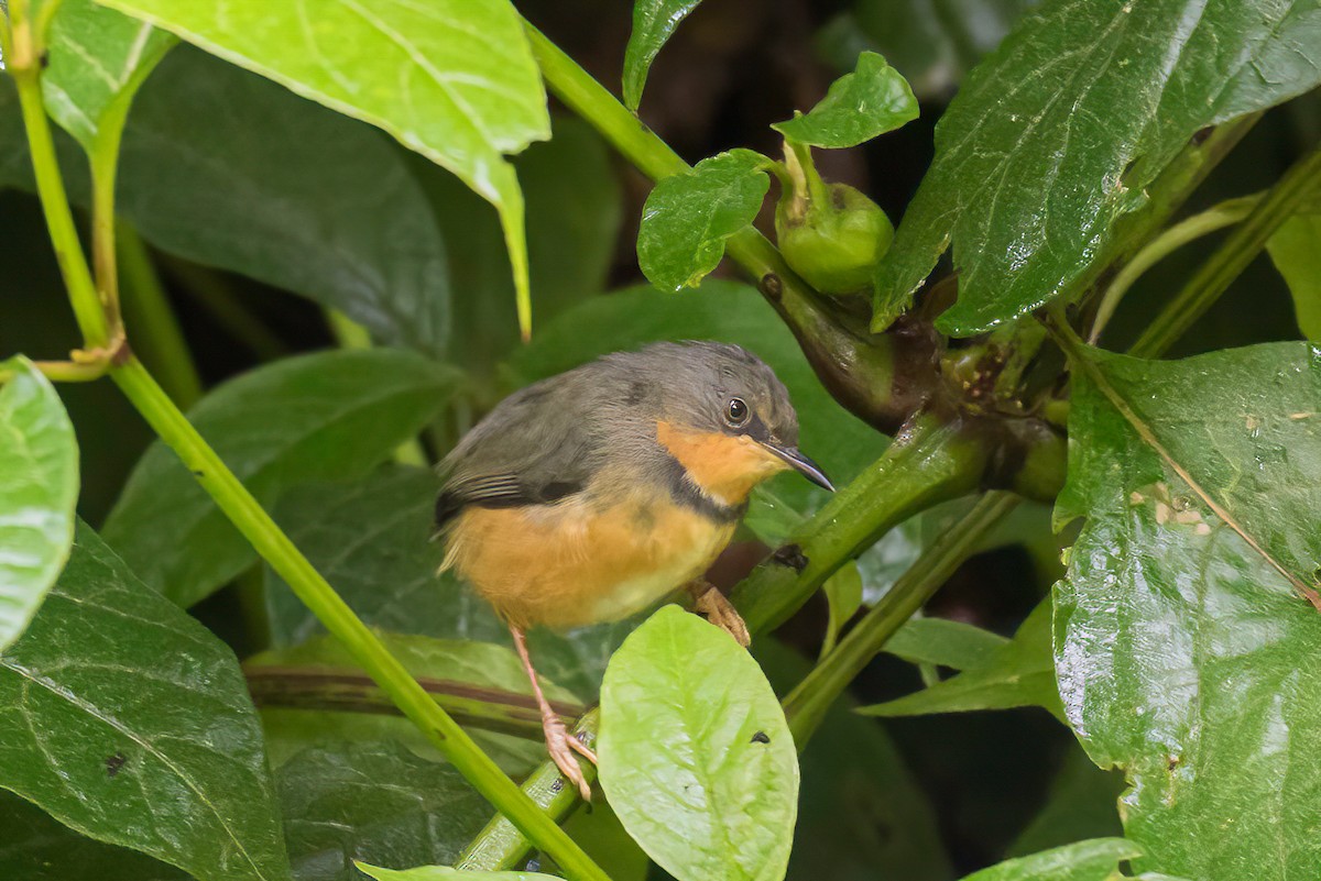 Rwenzori Apalis - Manuel Fernandez-Bermejo