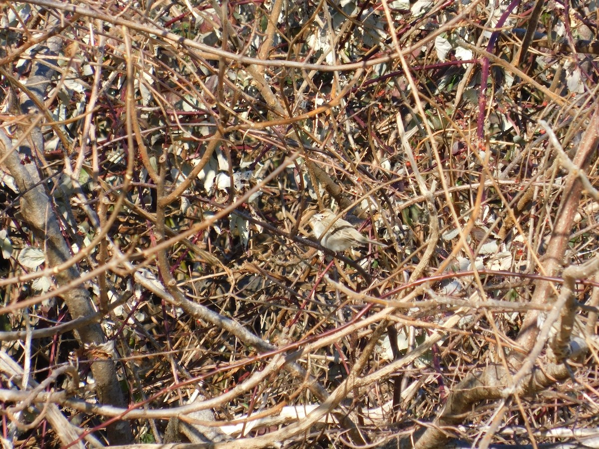 Lark Sparrow - Noah Henkenius