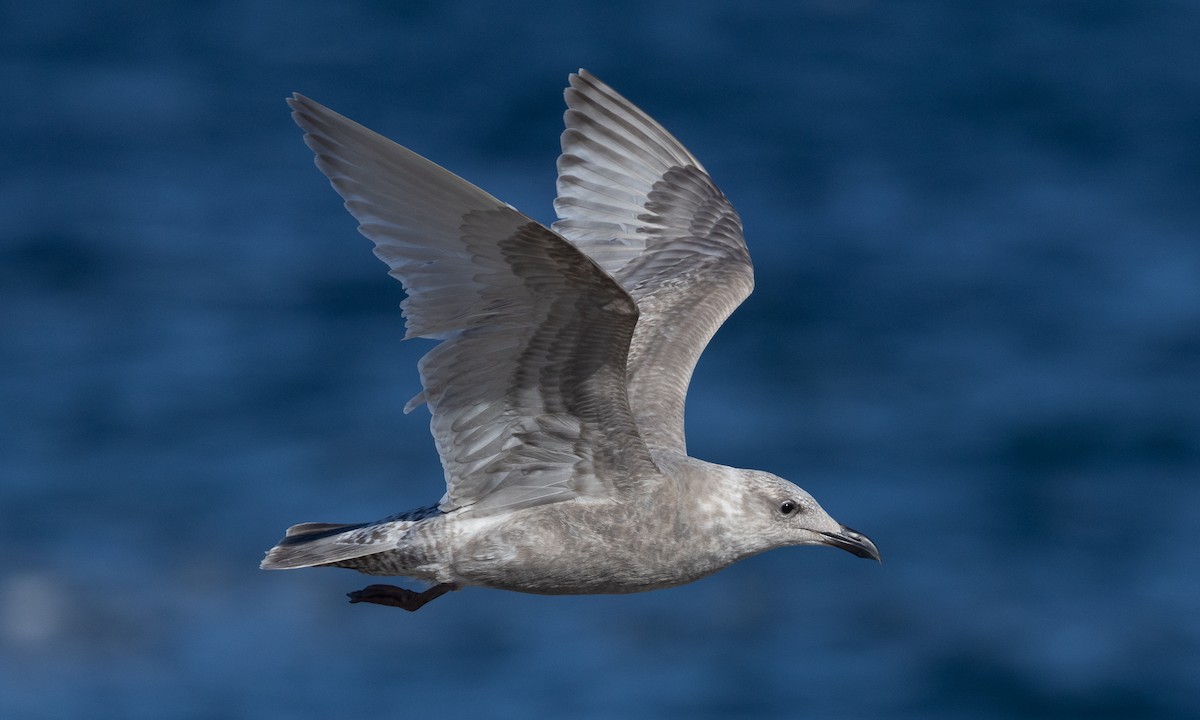 Herring x Glaucous-winged Gull (hybrid) - Brian Sullivan