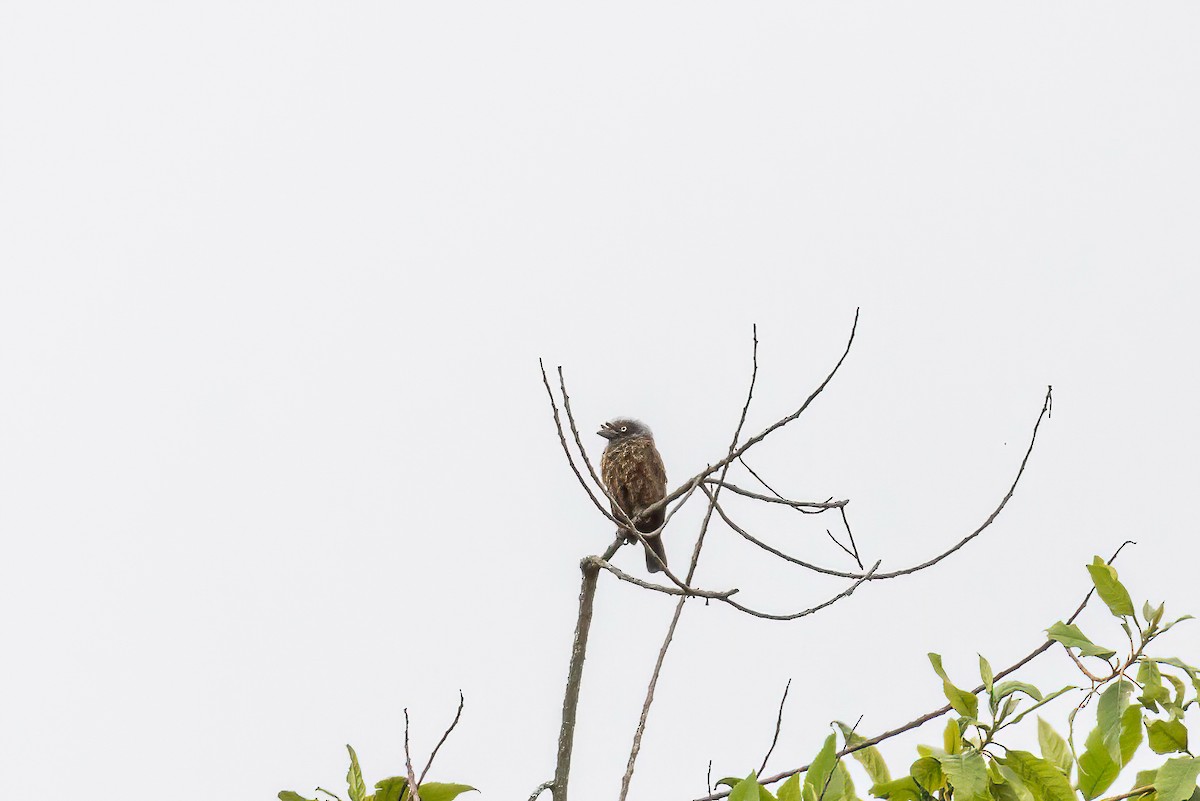 Gray-throated Barbet - Manuel Fernandez-Bermejo