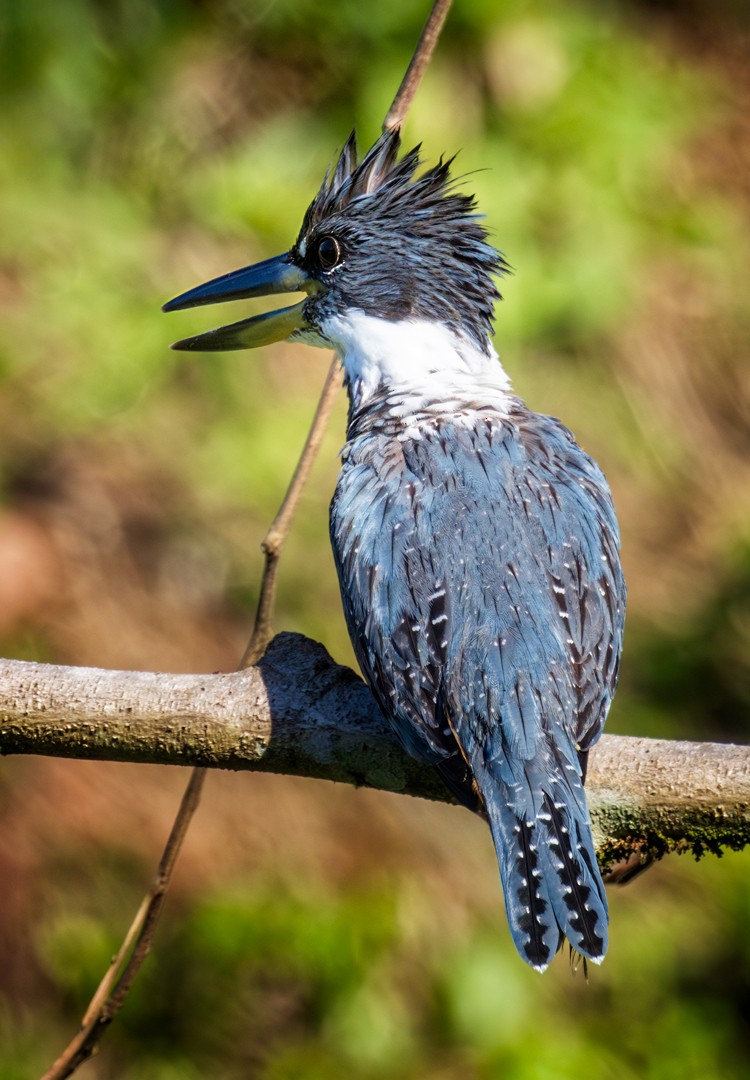 Ringed Kingfisher - Eric Dyck