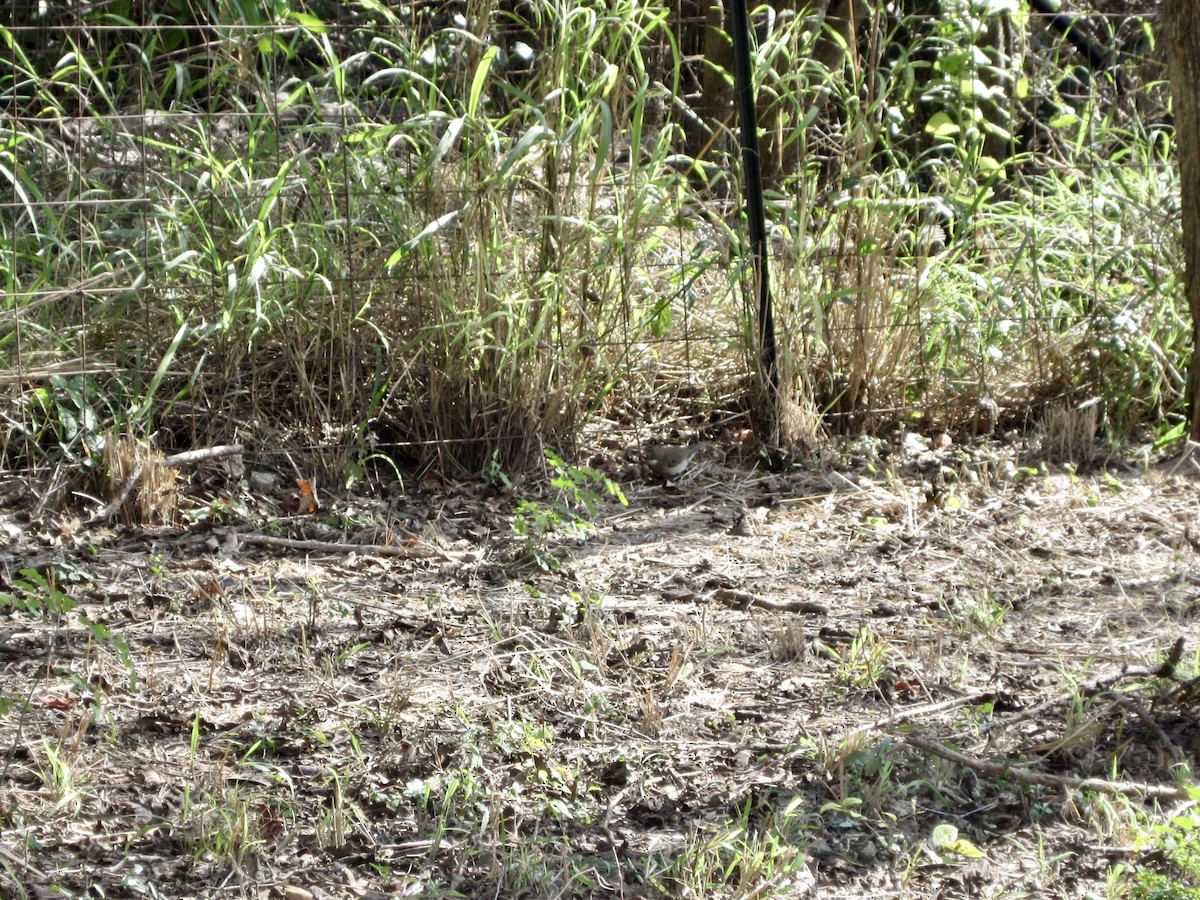 White-throated Thrush - ML613819840