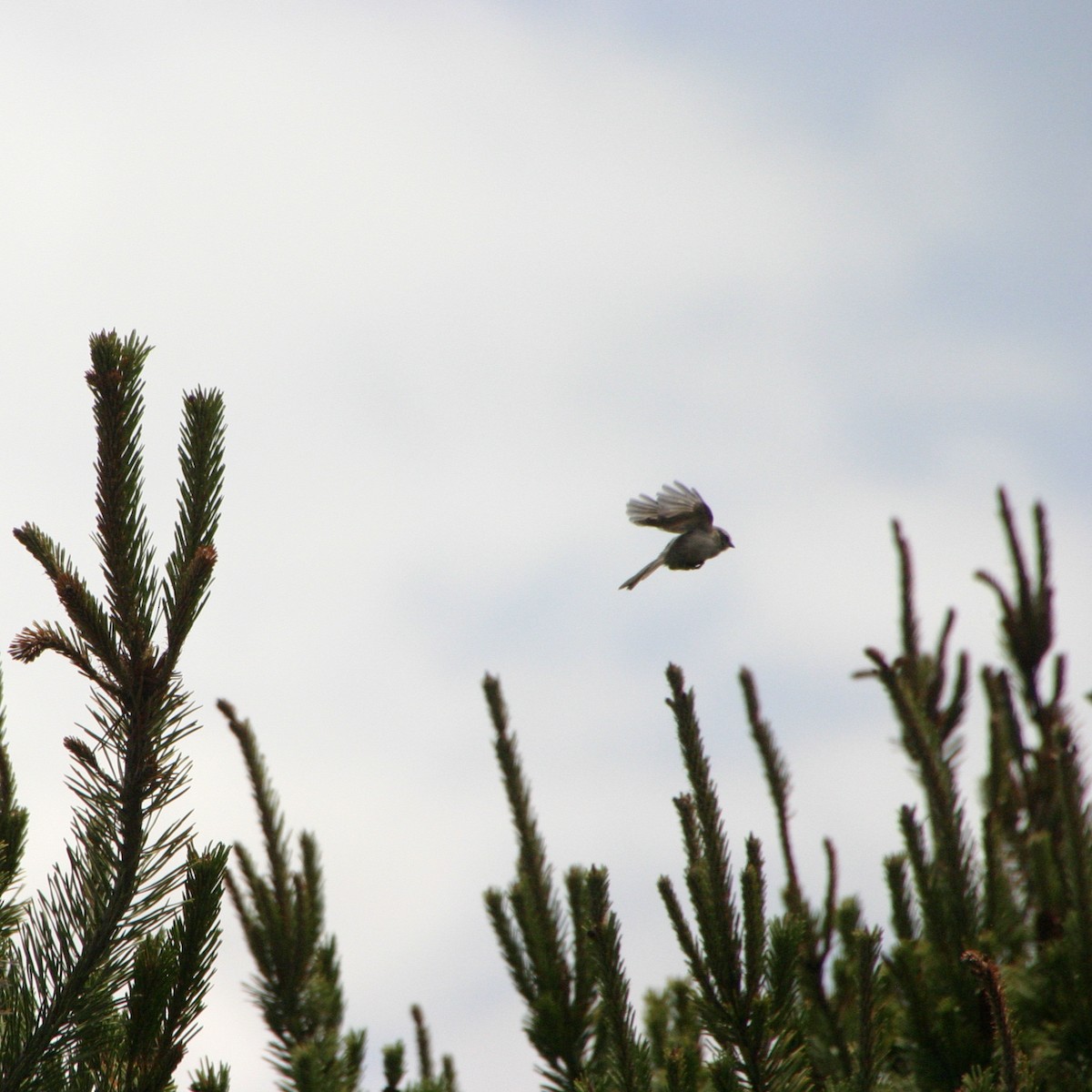 Bushtit - ML613819856