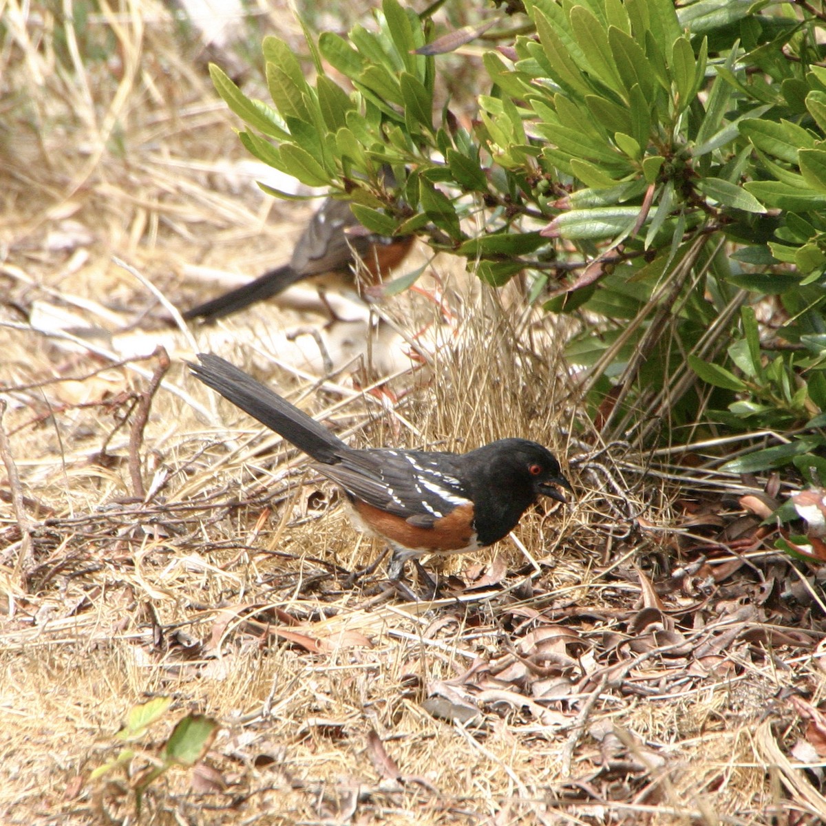 Spotted Towhee - ML613819876