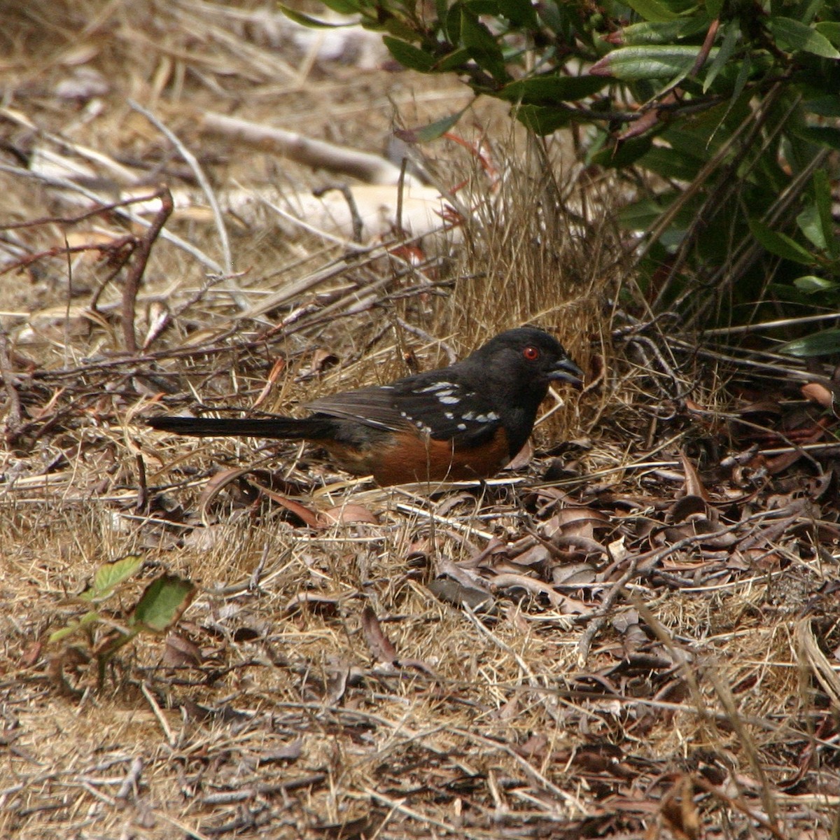 Spotted Towhee - ML613819914