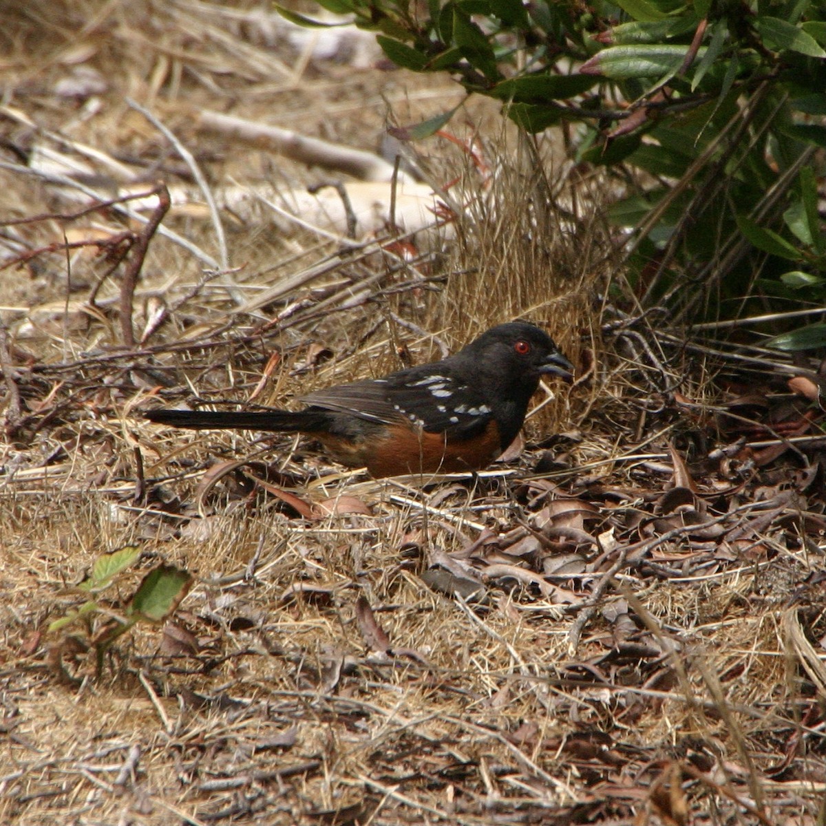 ホシワキアカトウヒチョウ - ML613819914