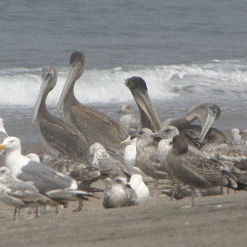 Brown Pelican - ML613819946