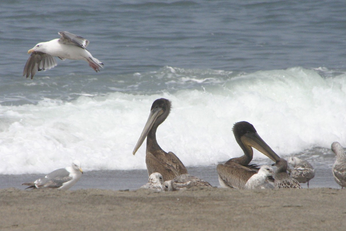 Brown Pelican - ML613819947