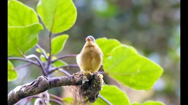 Ochraceous Pewee - ML613819951