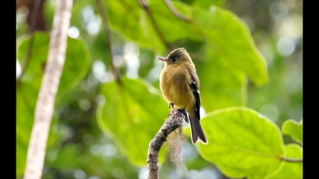 Ochraceous Pewee - ML613819955