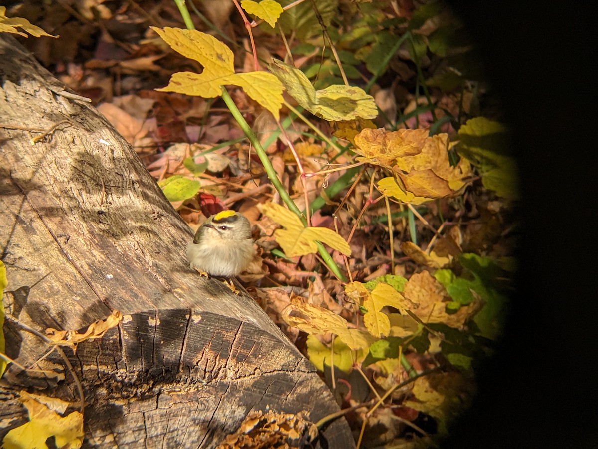 Golden-crowned Kinglet - ML613820024