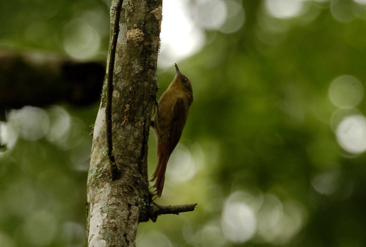 Olivaceous Woodcreeper - Maxime Zucca