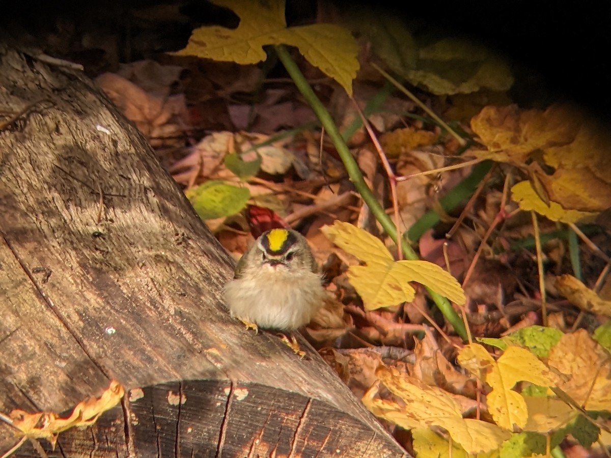 Golden-crowned Kinglet - ML613820075