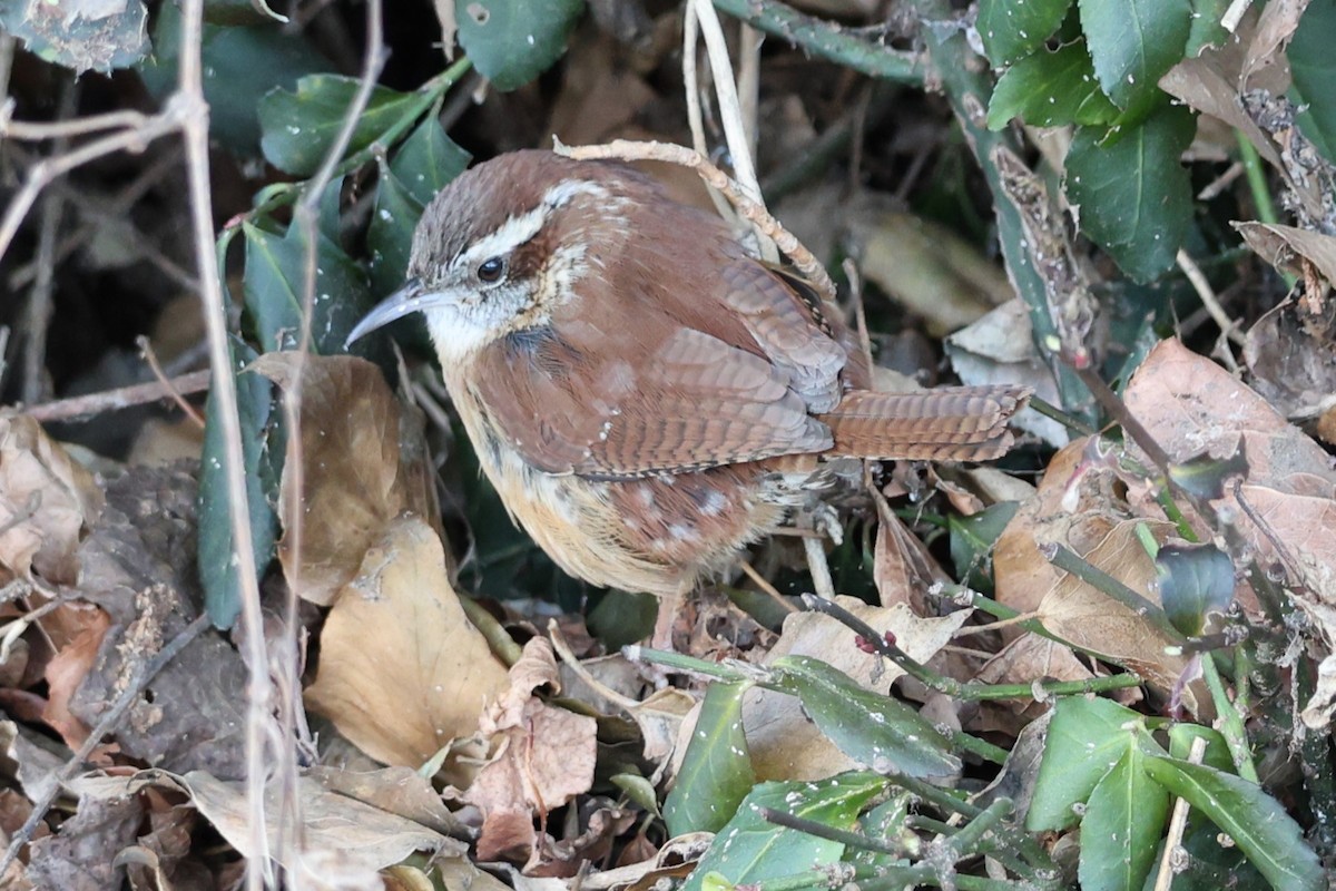 Carolina Wren - ML613820081