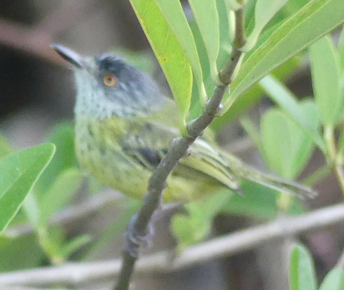 Spotted Tody-Flycatcher - Robin Duska