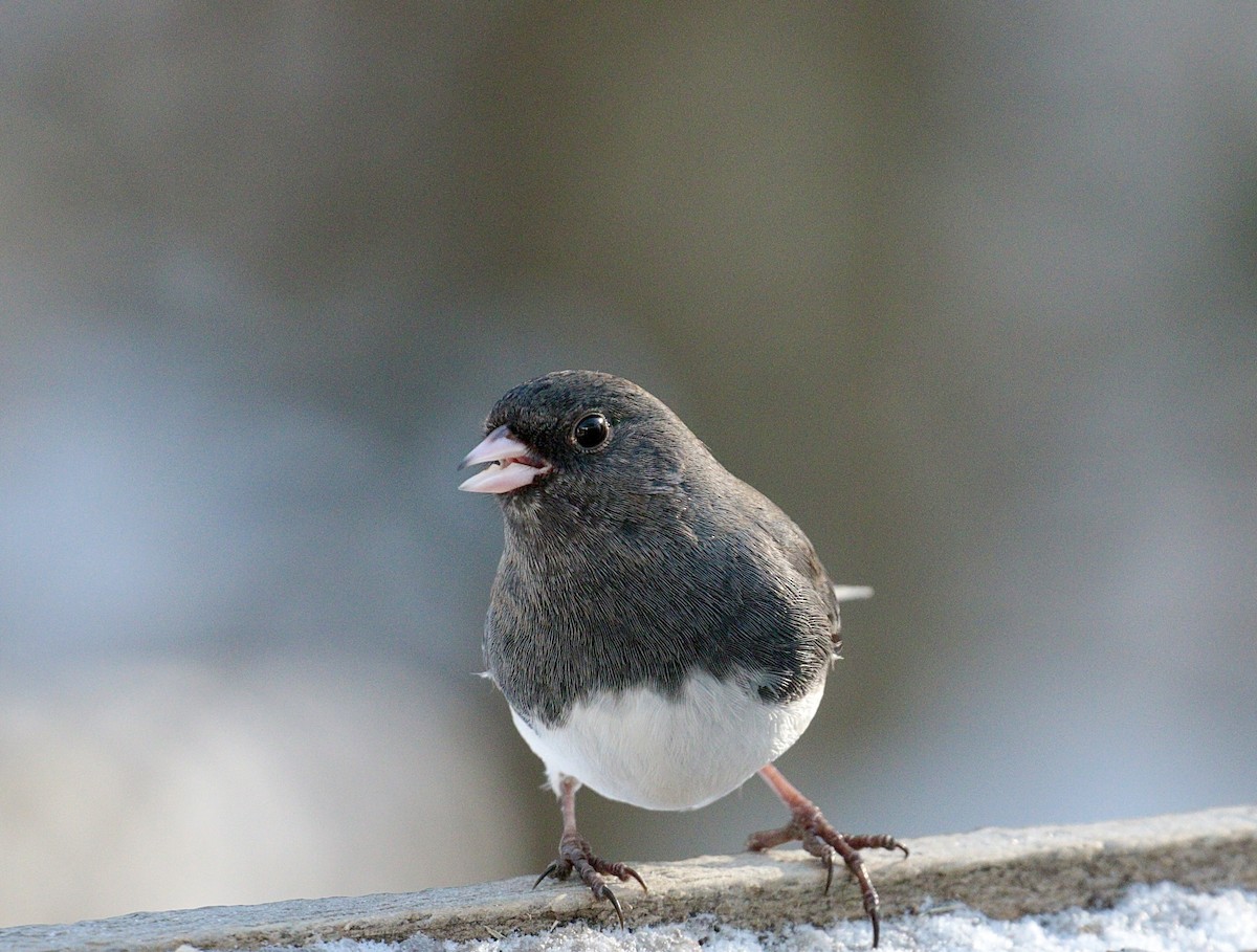 Dark-eyed Junco - David and Regan Goodyear