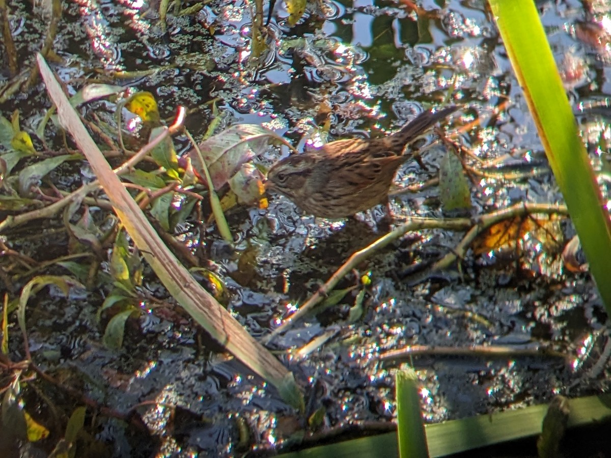 Swamp Sparrow - ML613820101