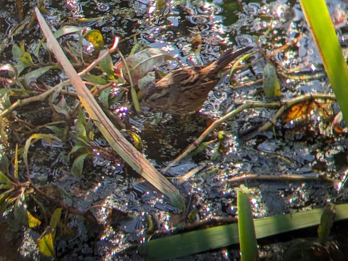 Swamp Sparrow - ML613820102