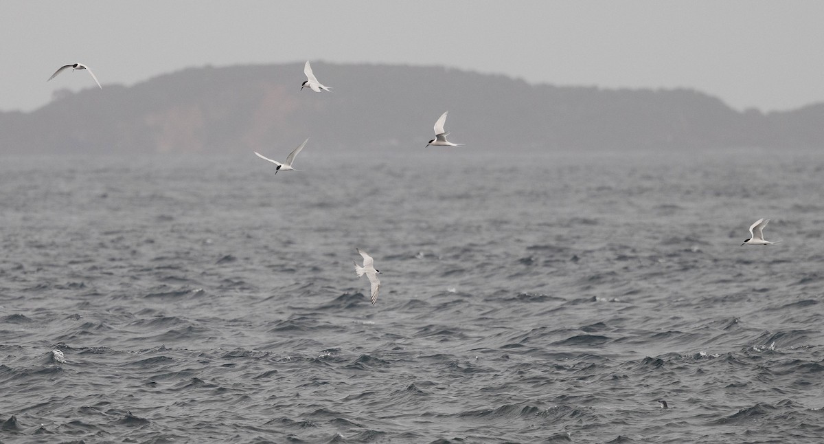 White-fronted Tern - ML613820132