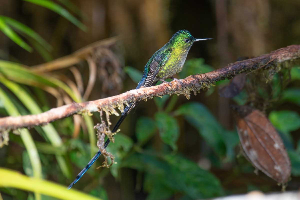 Violet-tailed Sylph - ML613820161