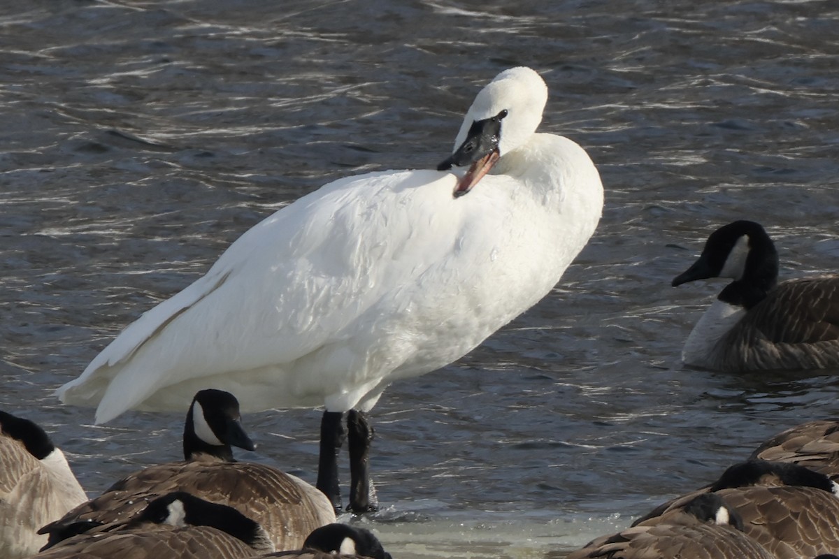 Trumpeter Swan - ML613820182