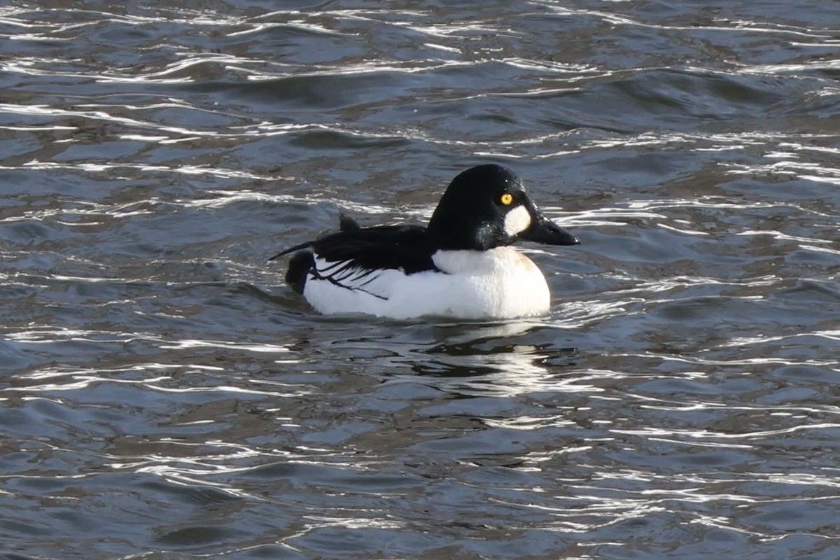 Common Goldeneye - ML613820186