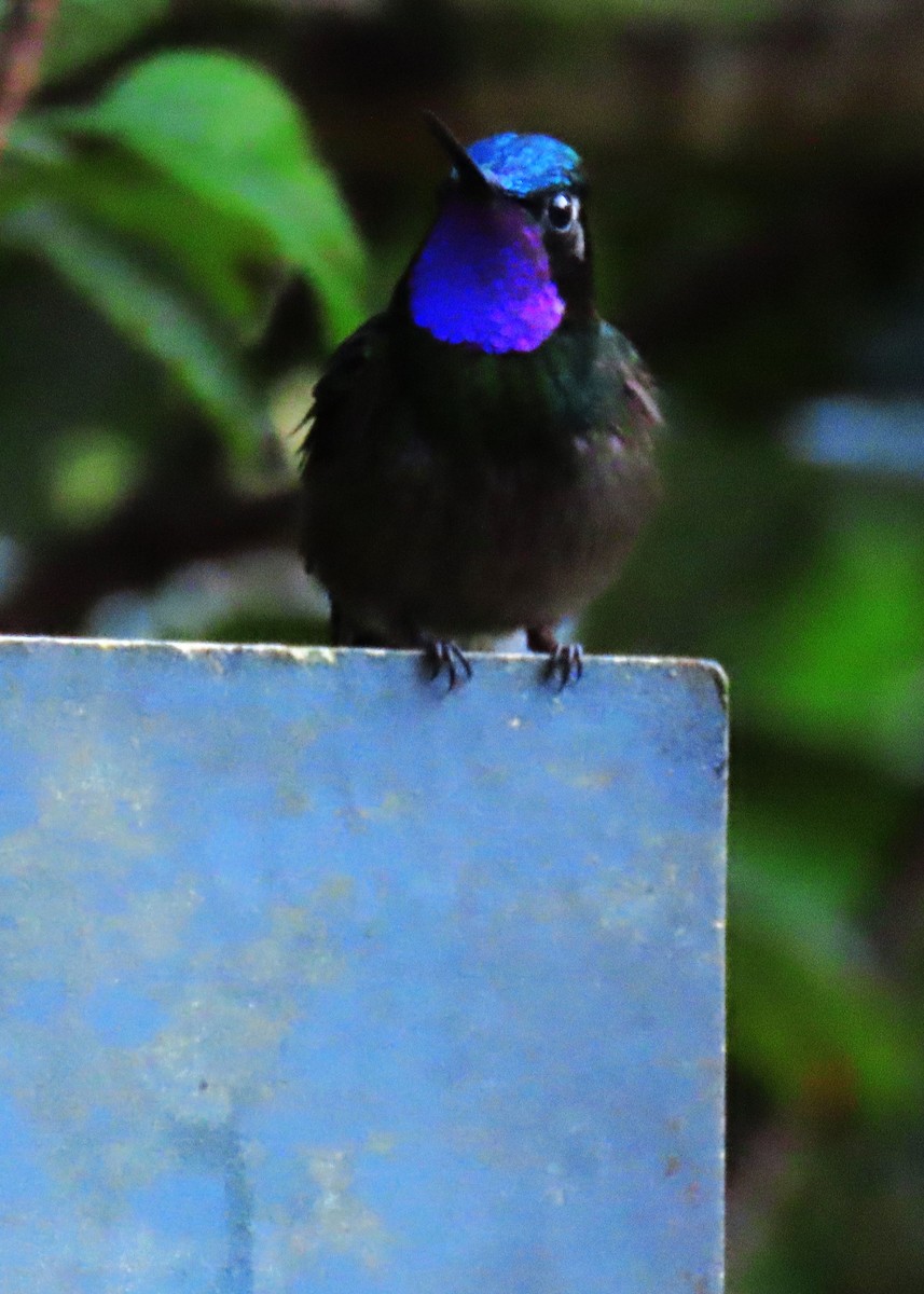 kolibřík fialovohrdlý - ML613820201