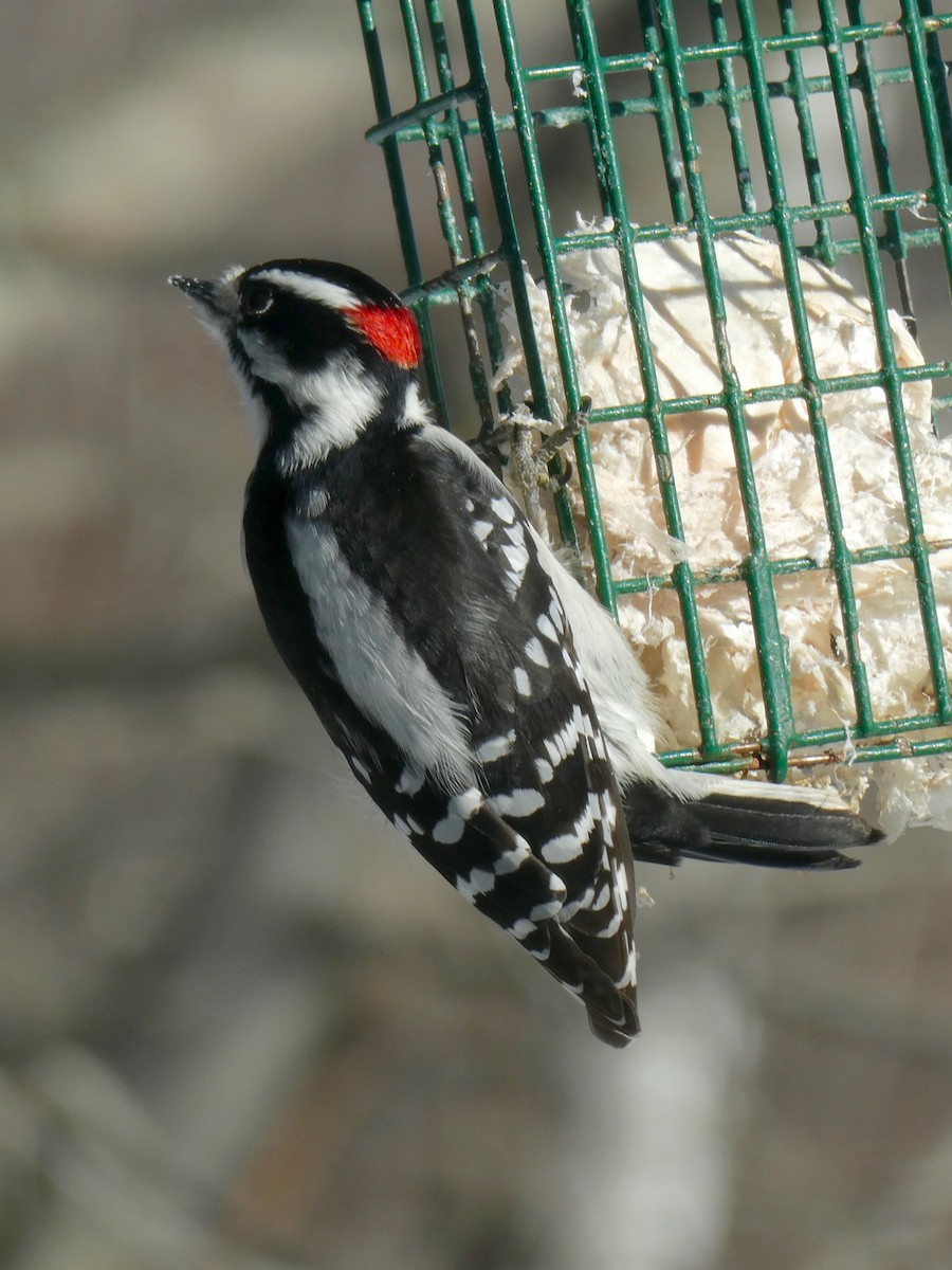 Downy Woodpecker - ML613820262