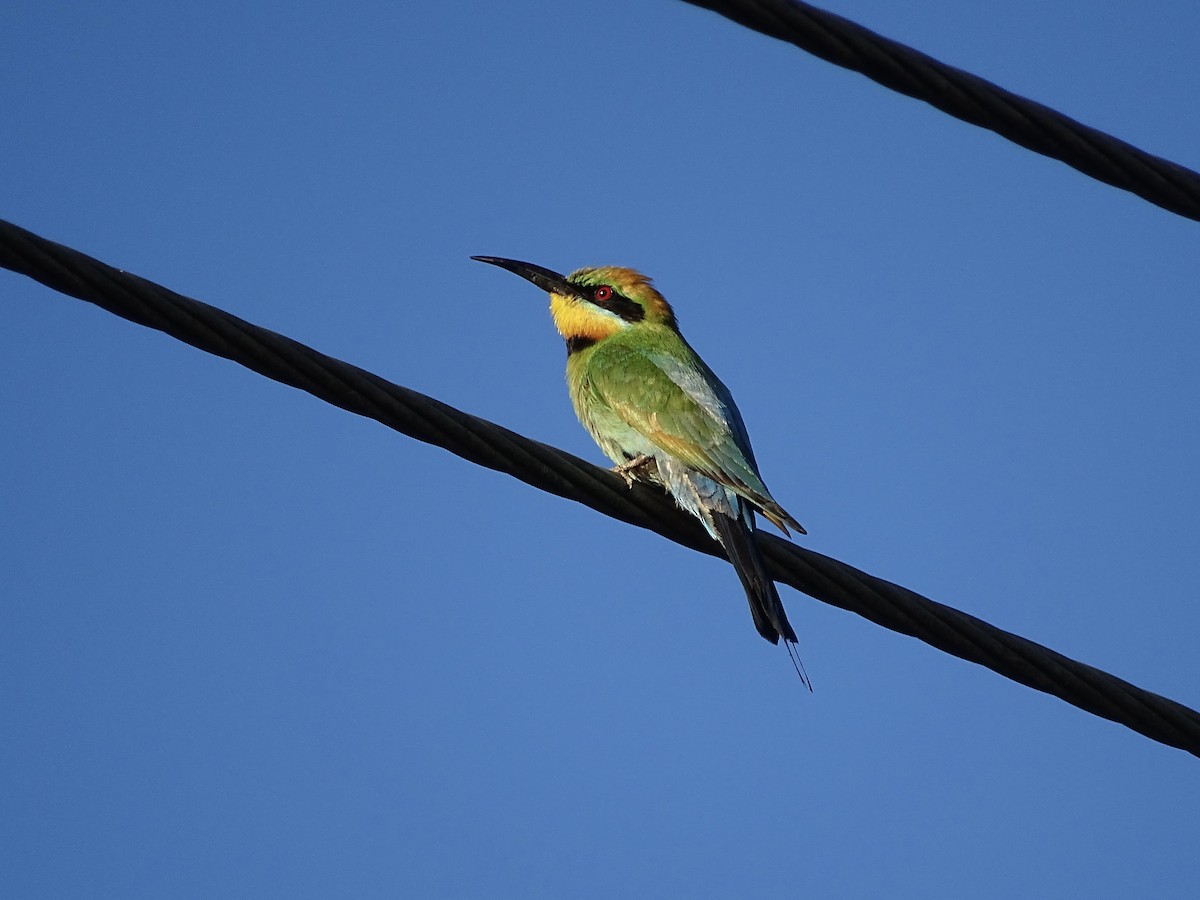 Rainbow Bee-eater - ML613820266