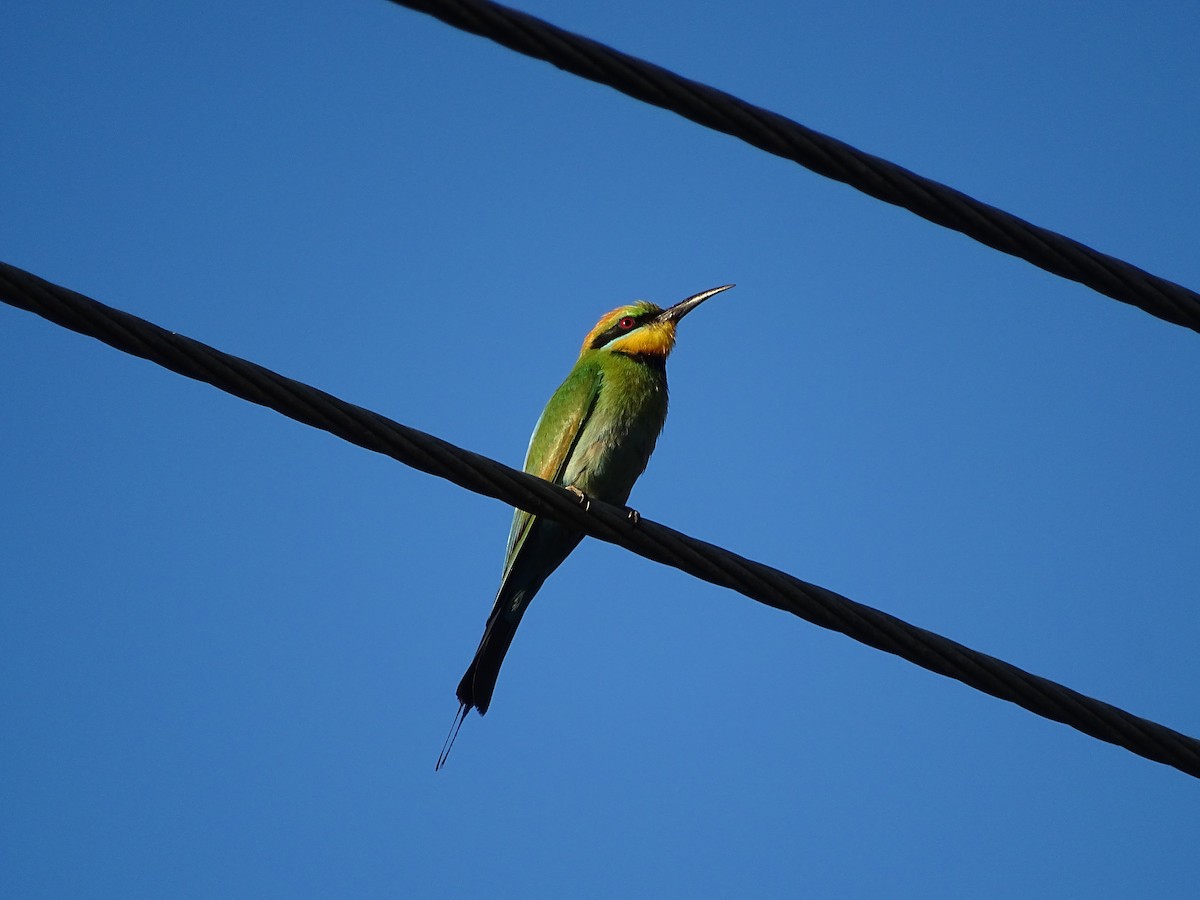 Rainbow Bee-eater - ML613820267