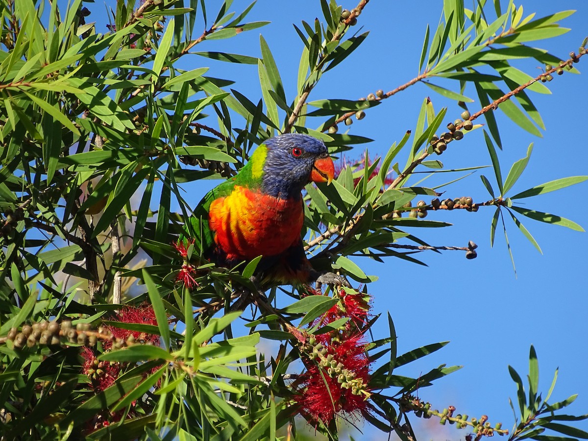 Rainbow Lorikeet - ML613820282