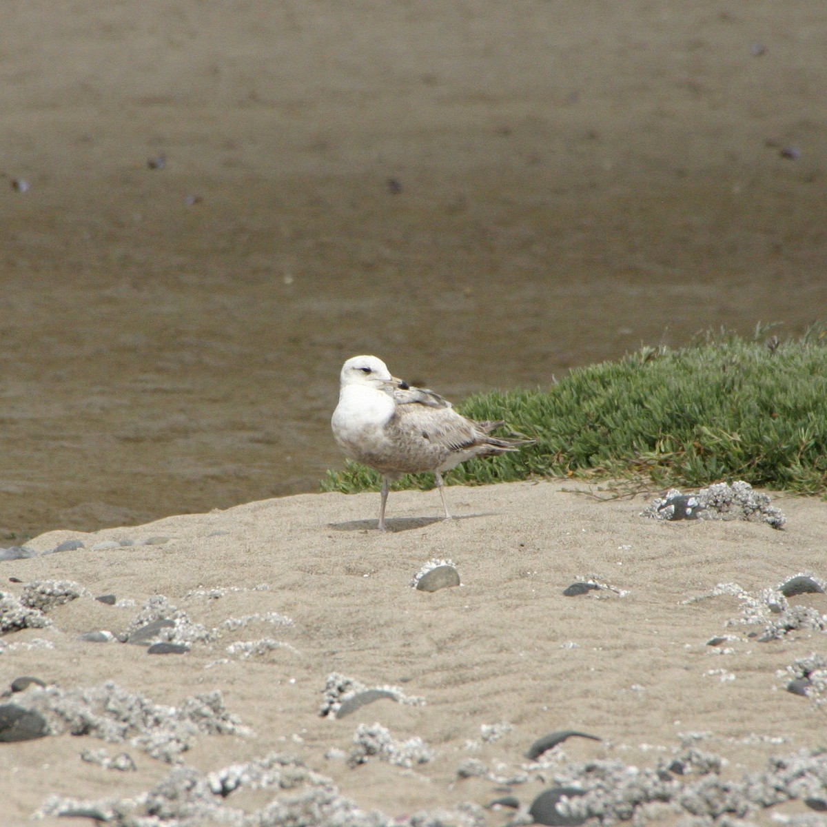 Glaucous-winged Gull - ML613820290