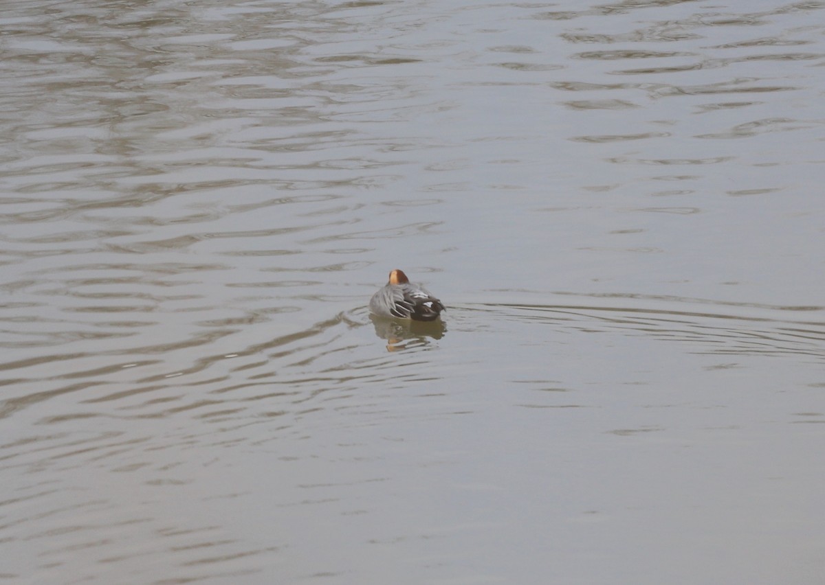 Eurasian Wigeon - ML613820373