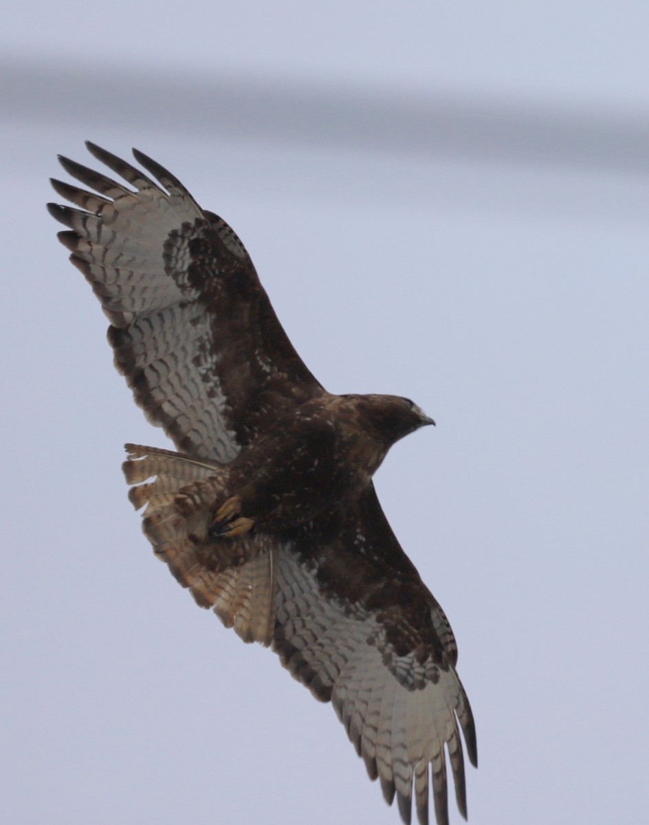 Red-tailed Hawk - ML613820401