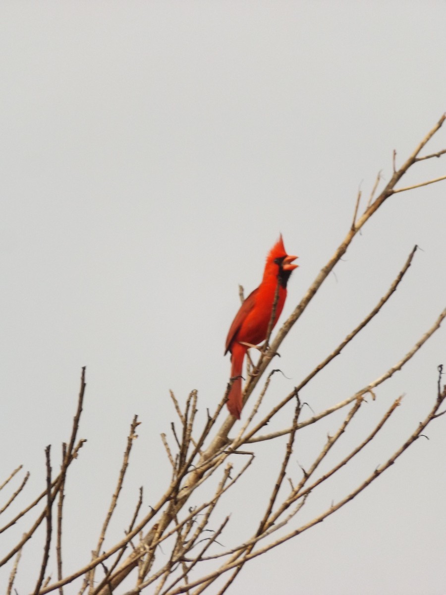 Cardinal rouge - ML61382041