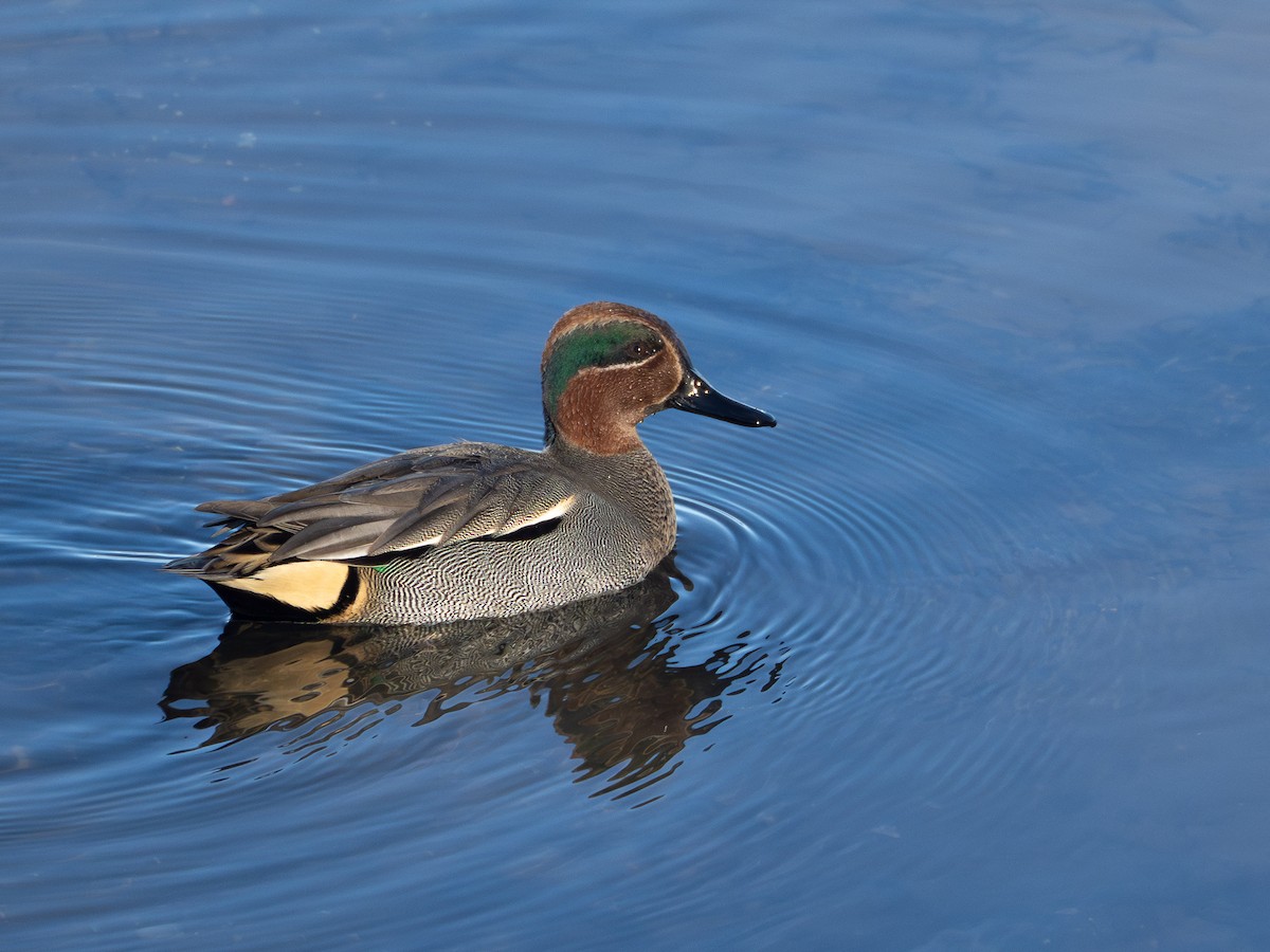 Green-winged Teal - ML613820420