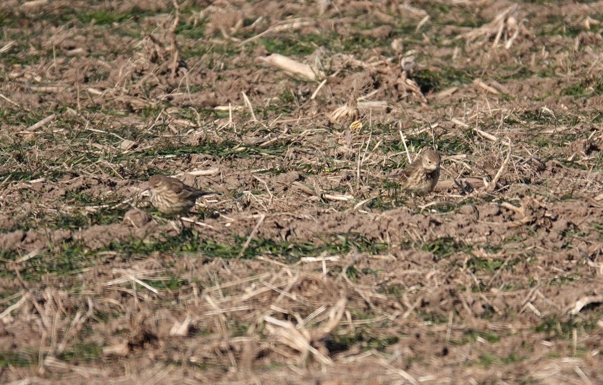 American Pipit - ML613820436