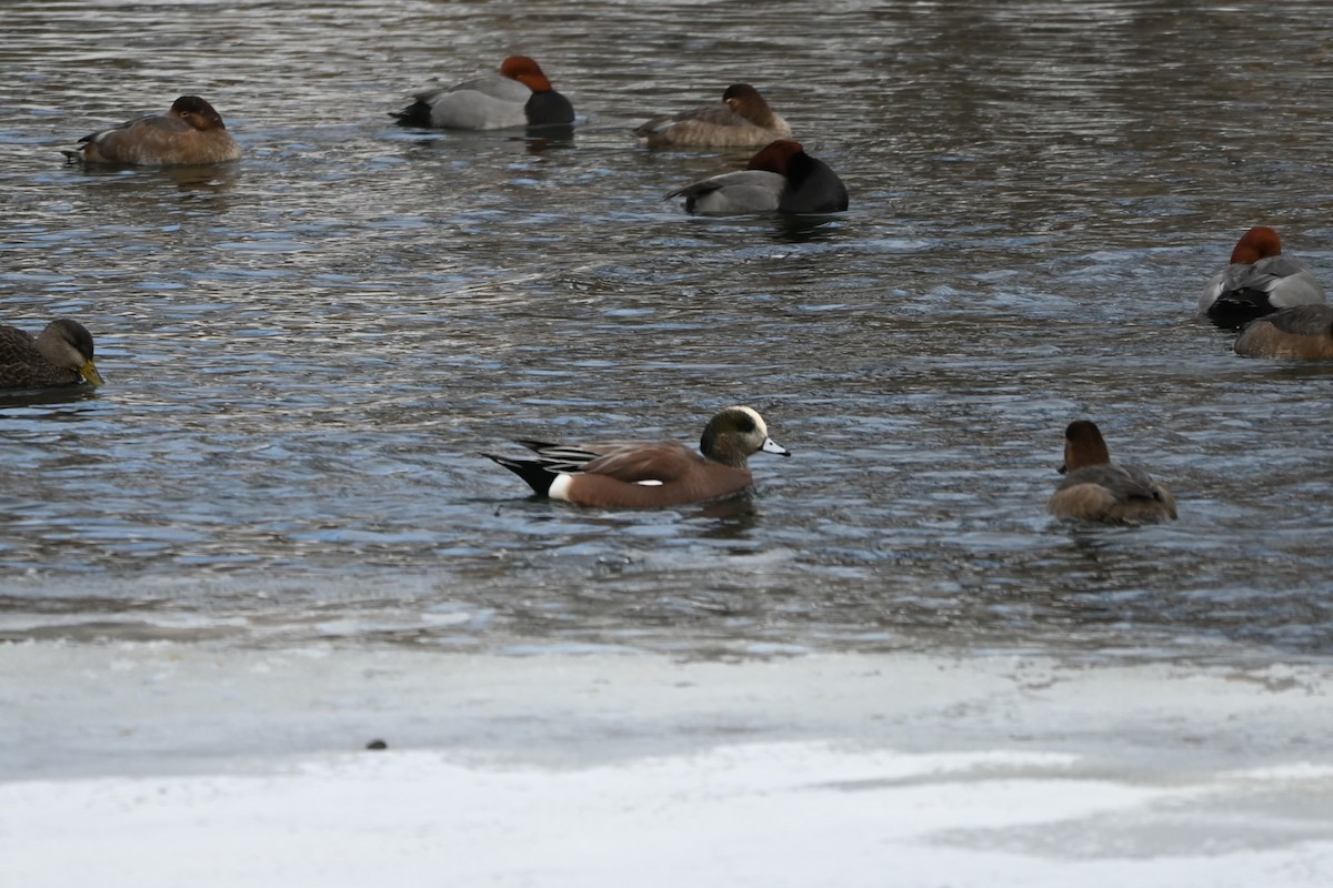 American Wigeon - ML613820438