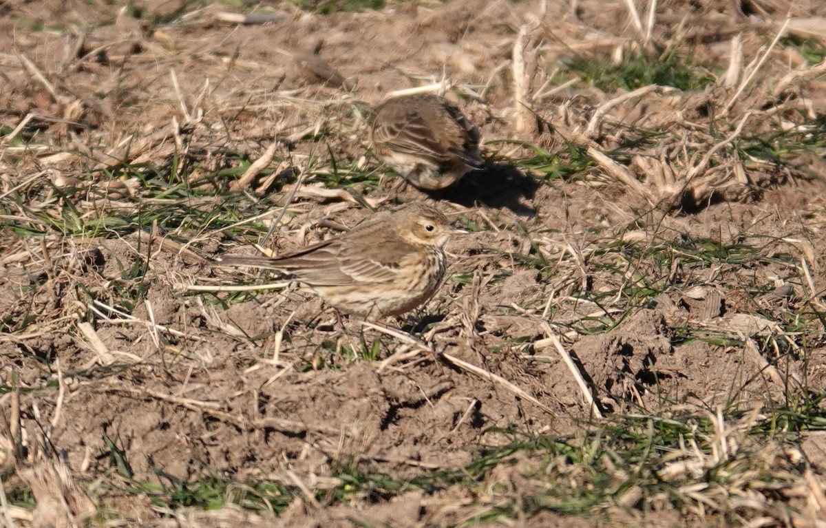 American Pipit - Barbara Blevins