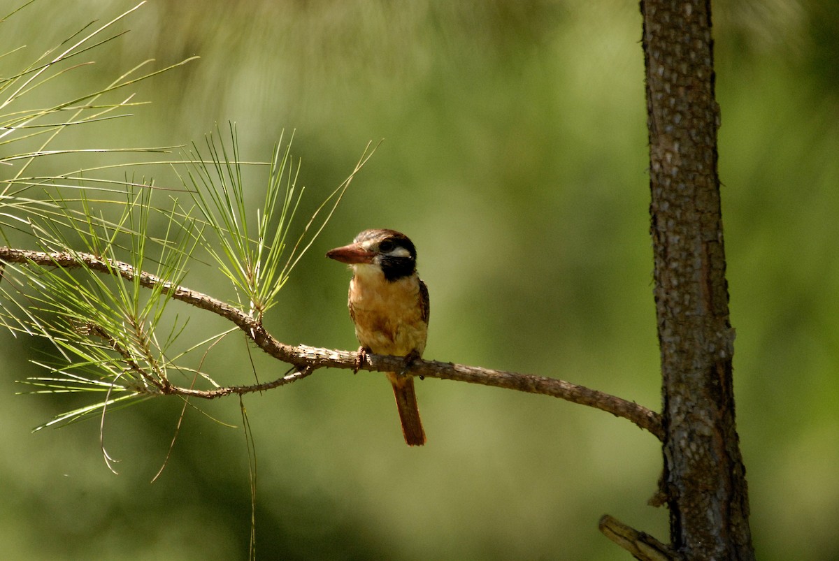 White-eared Puffbird - ML613820460