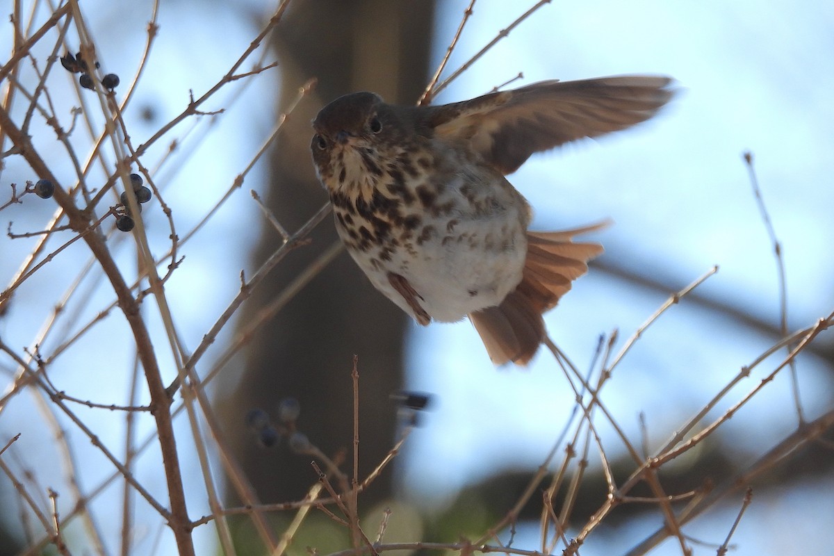 Hermit Thrush - ML613820470