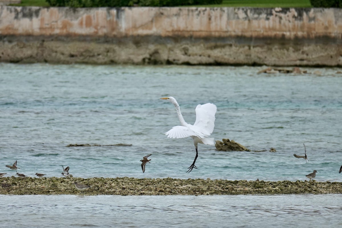 Great Egret - ML613820471