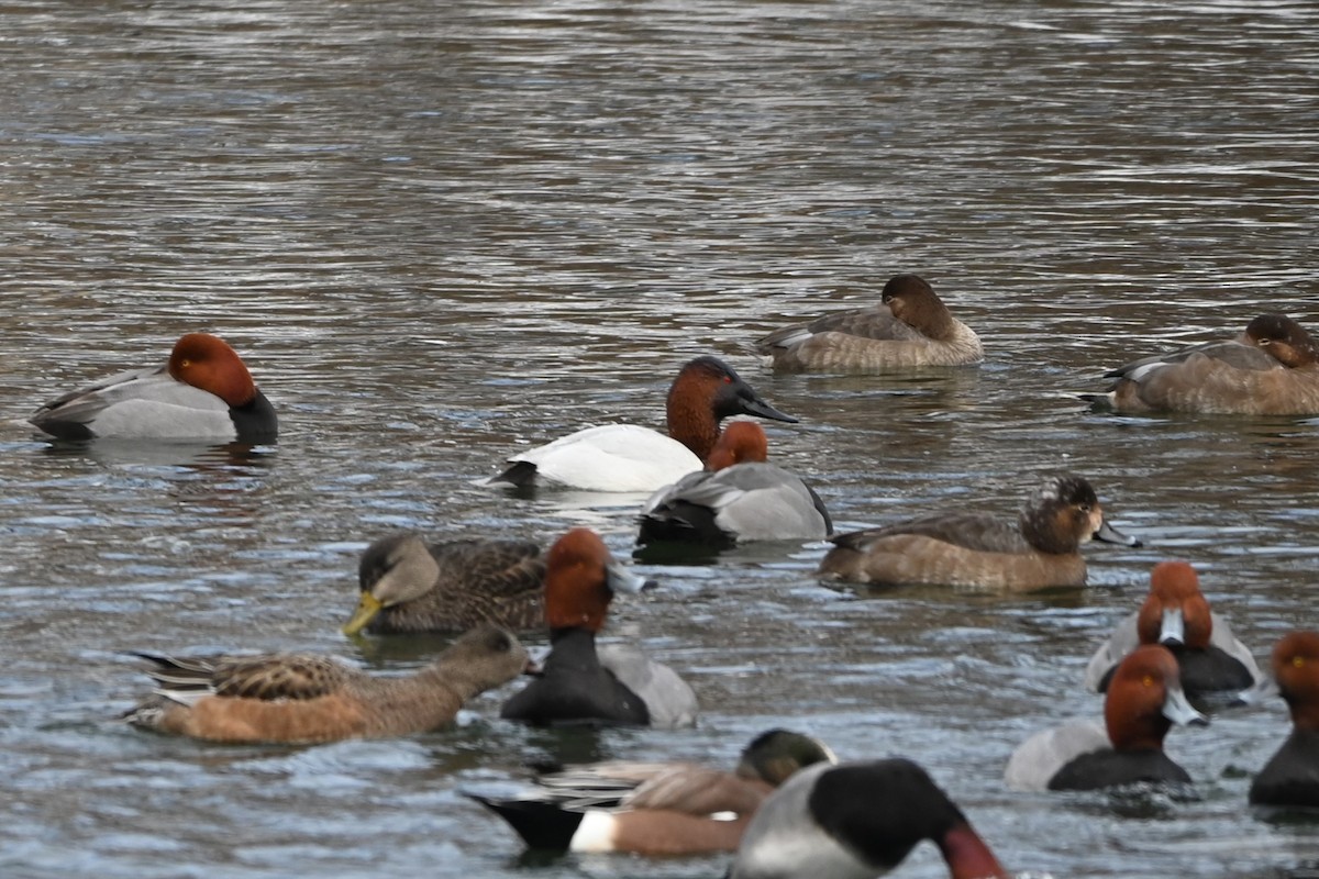 Canvasback - ML613820486