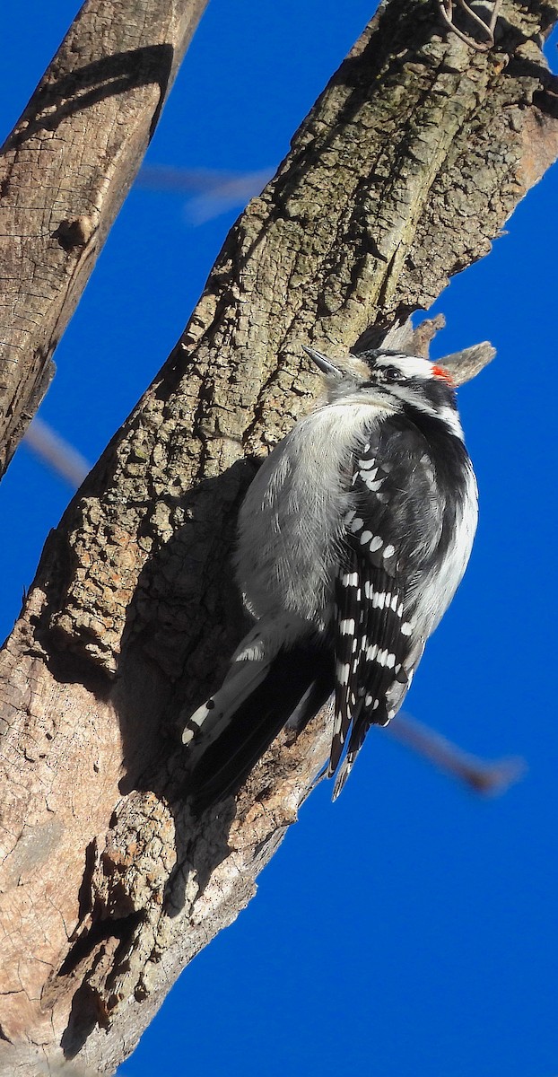 Downy Woodpecker (Eastern) - ML613820501