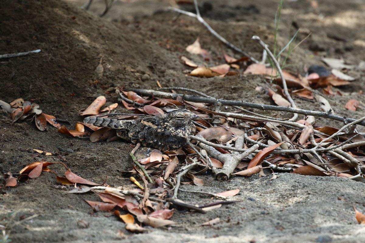 Savanna Nightjar (Sunda) - ML613820512