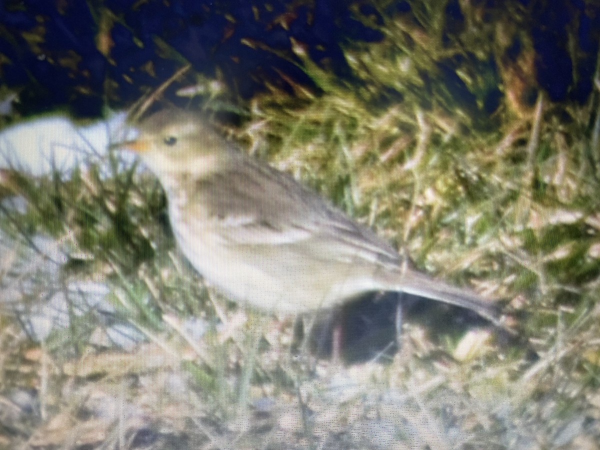 American Pipit - Al Della Bella