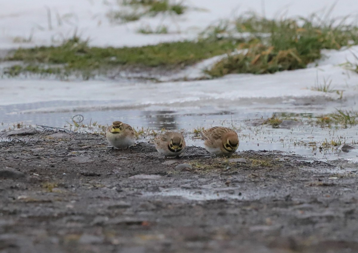 Horned Lark - ML613820529