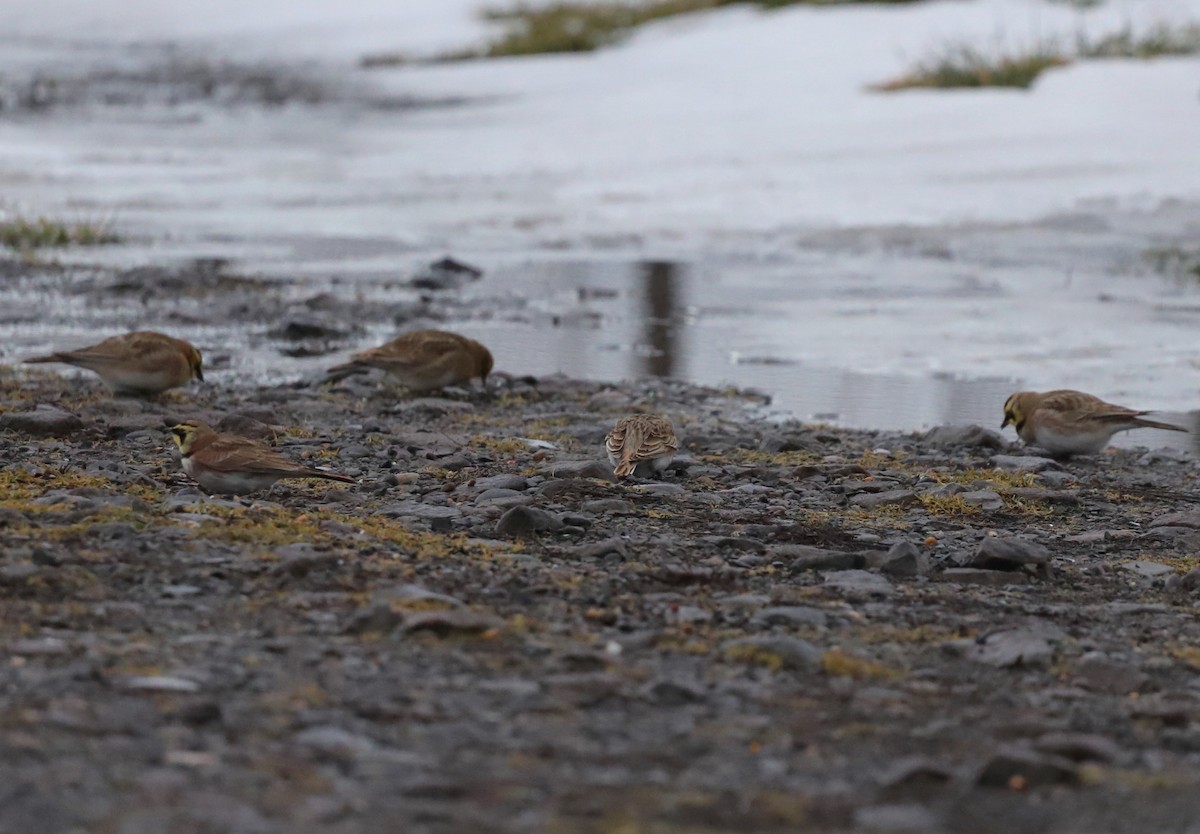 Horned Lark - ML613820531