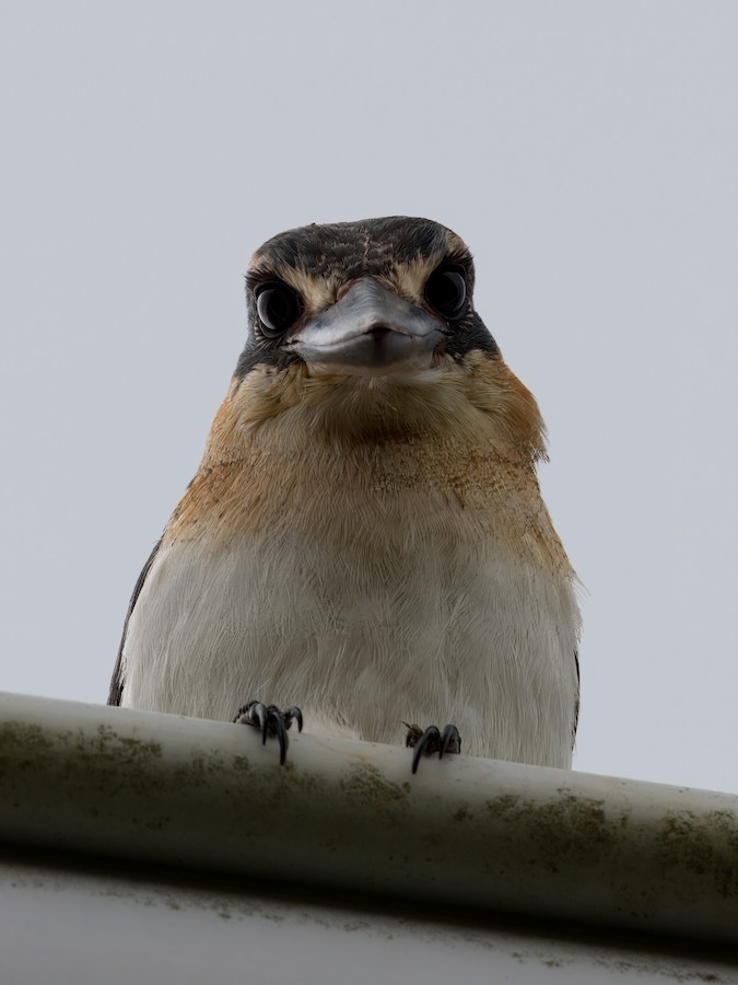 Рыжешейная альциона - eBird